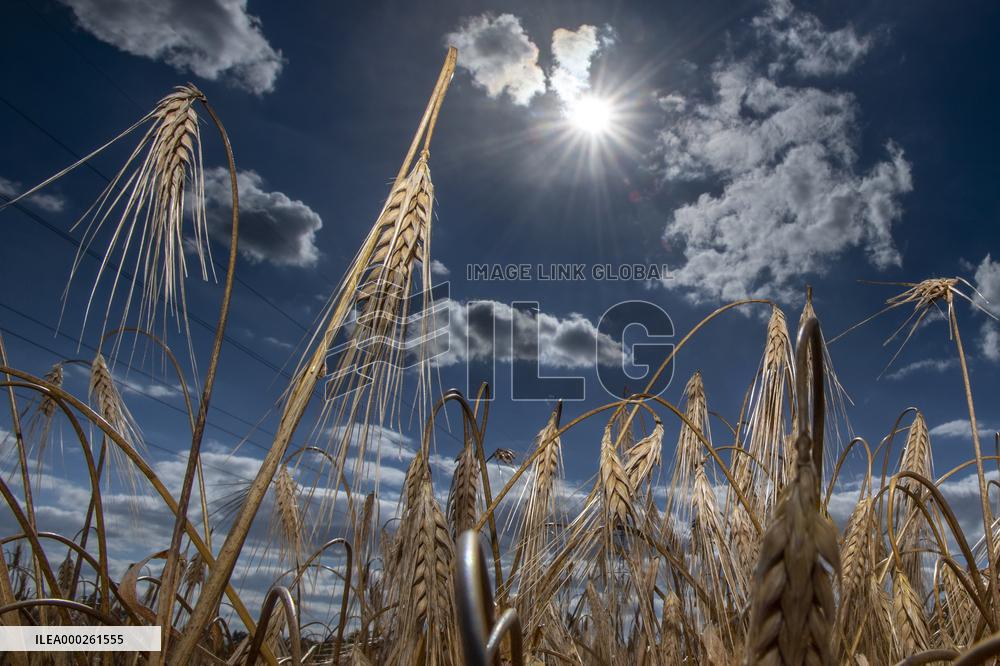 barley ear, harvest