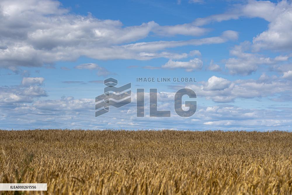 barley harvest