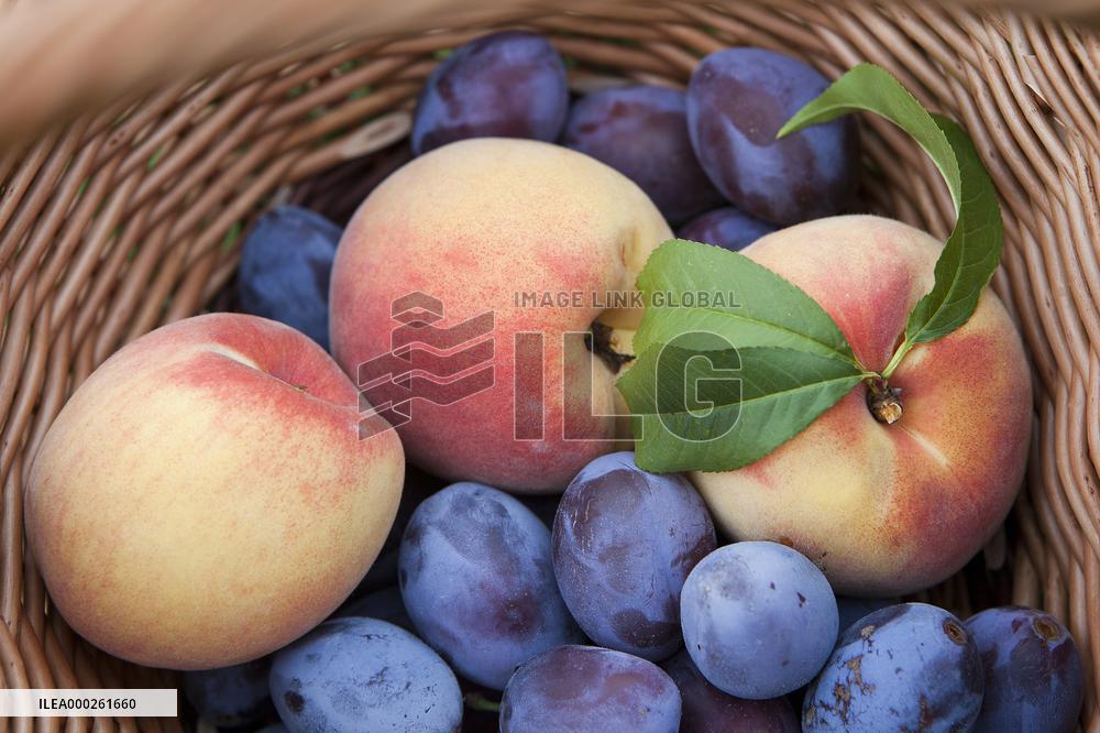 handbasket, fruit, summer, plums, peaches