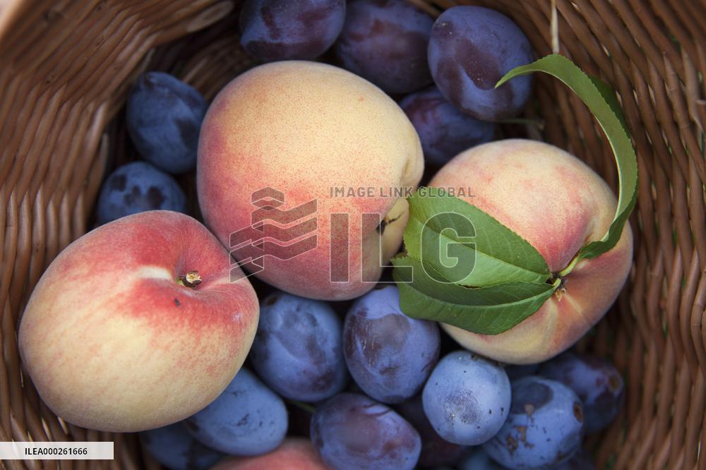 handbasket, fruit, summer, plums, peaches