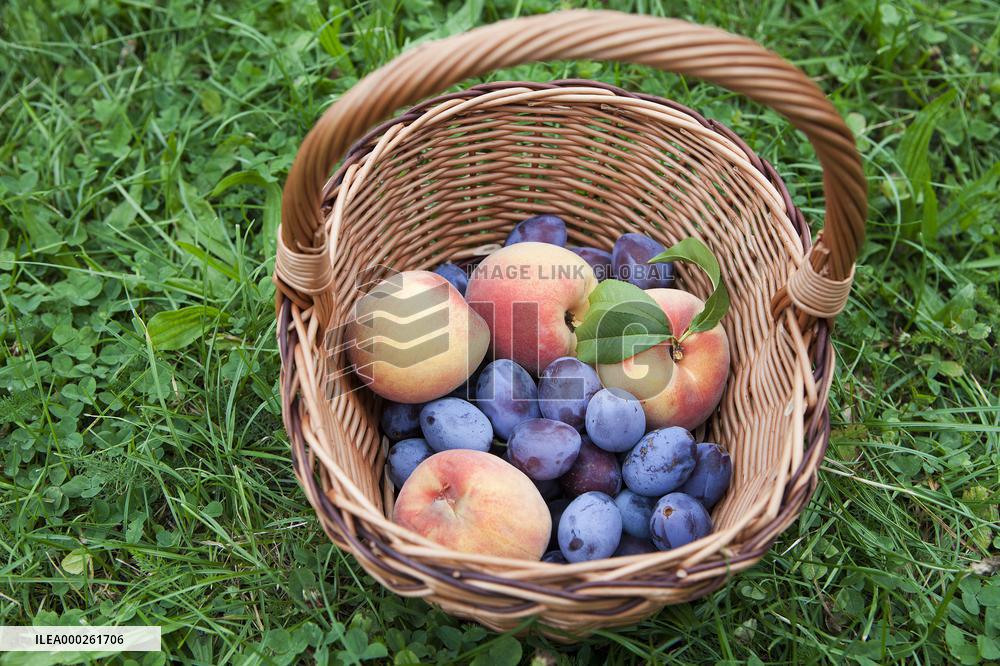 handbasket, fruit, summer, plums, peaches