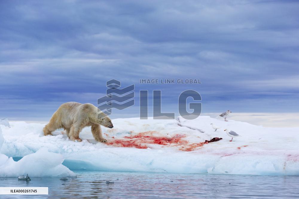 polar bear on a ice floe hunt seal
