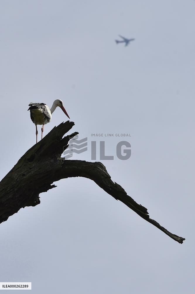 white stork (Ciconia ciconia), aircraft, airplane