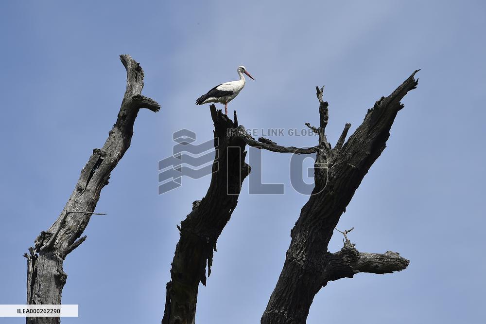 white stork (Ciconia ciconia), aircraft, airplane