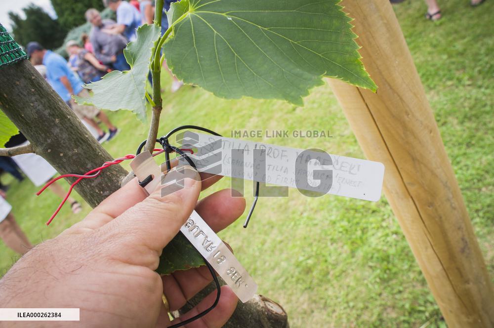 the Dendrological Garden in Pruhonice, Tilia insularis 'PROF. MARECEK'