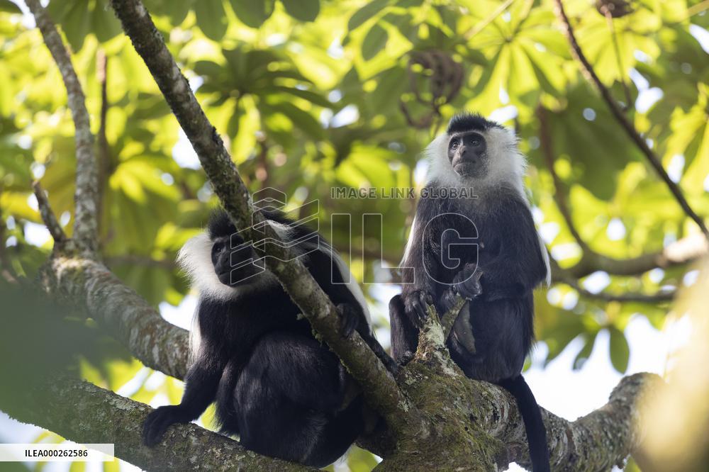 colobus monkey in Nyungwe Forest National Park
