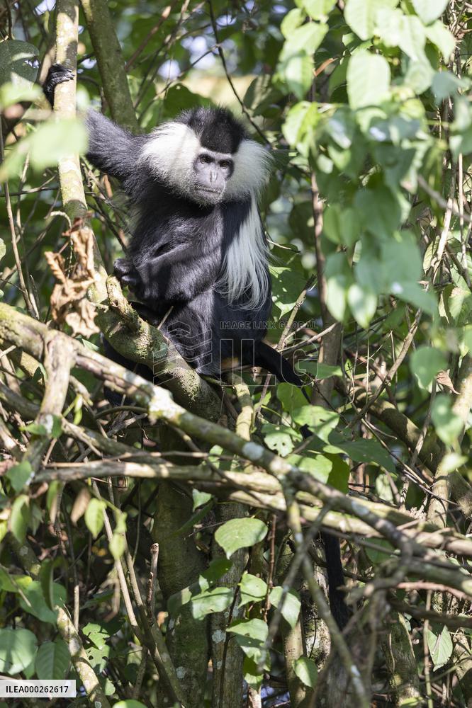 colobus monkey in Nyungwe Forest National Park