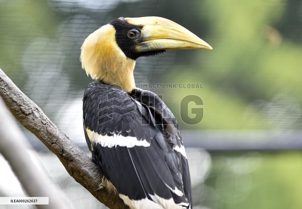 Great Hornbill, Buceros bicornis, chick