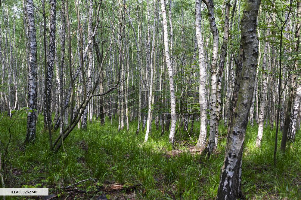 Milesovka, Milesovka, mountain, hill, transmitter, meteorological station, observatory, lookout tower, Birch, Betula