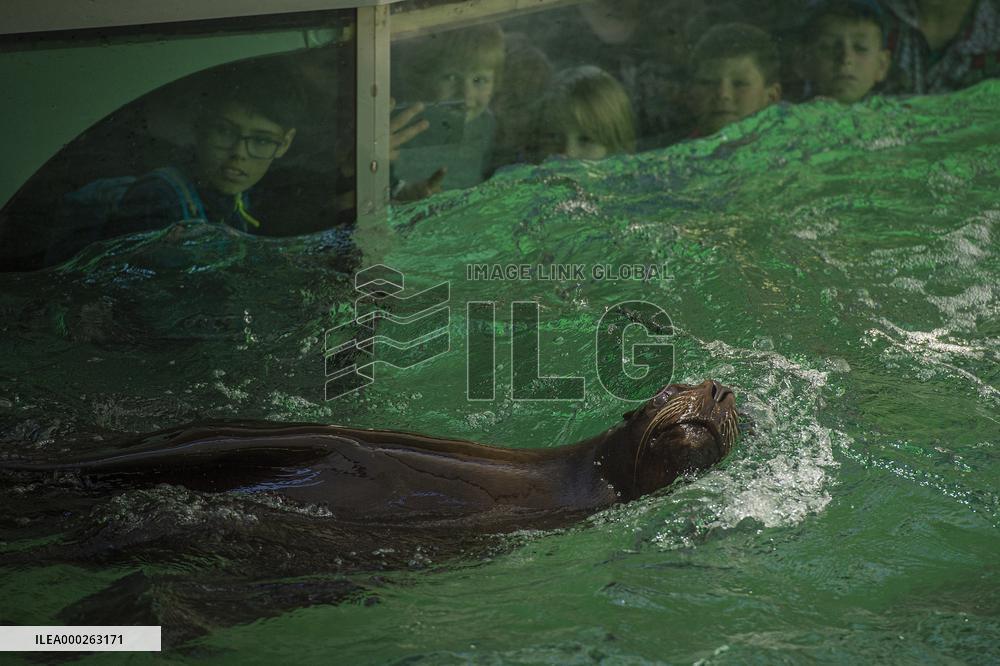South American sea lion (Otaria flavescens)