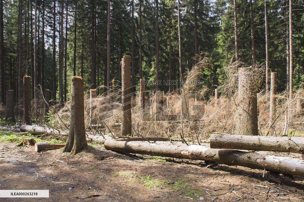 bark felling in Rejviz NNR