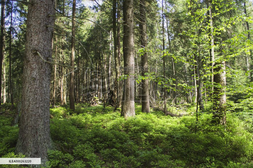 Rejviz NNR, educational trail, path, bog, bogland, peat