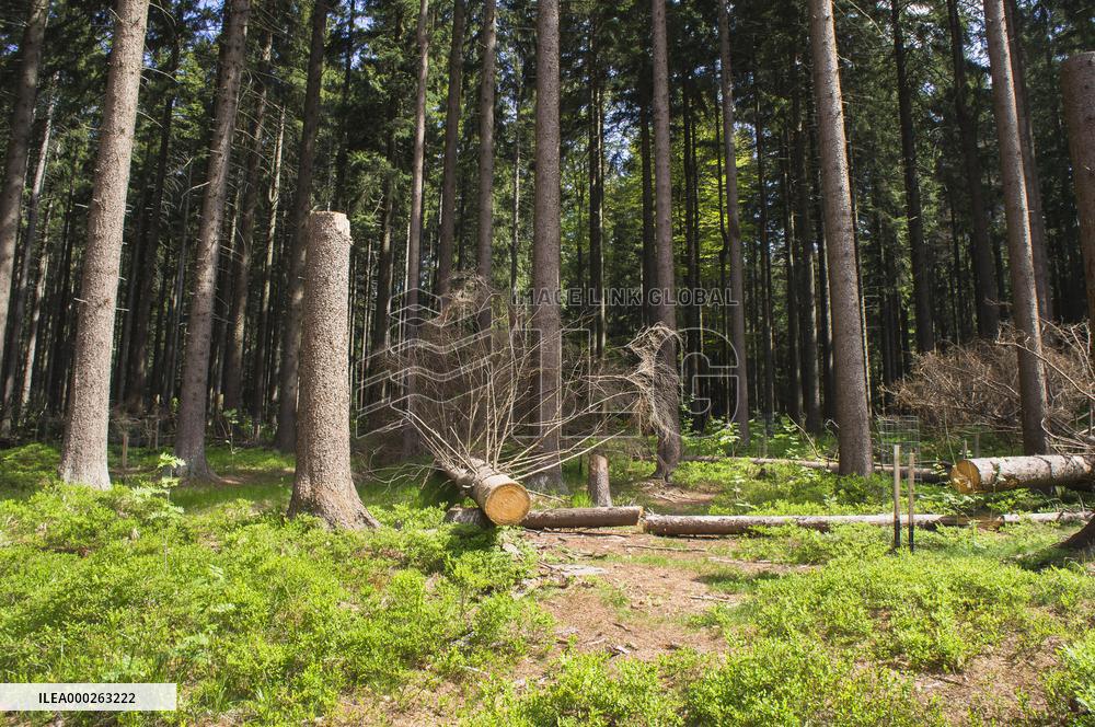 bark felling in Rejviz NNR