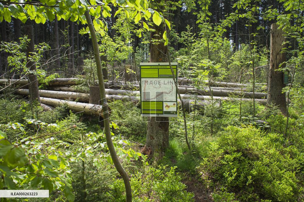bark felling in Rejviz NNR, educational trail, path, information board, bogland