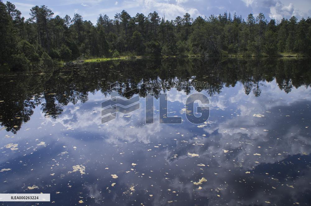 Great Moss Pool, Rejviz NNR, educational trail, path, bog, bogland, peat
