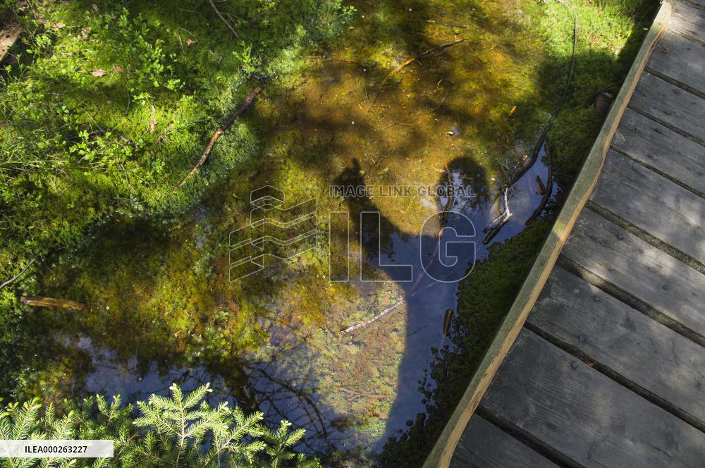 Rejviz NNR, educational trail, path, bog, bogland, peat