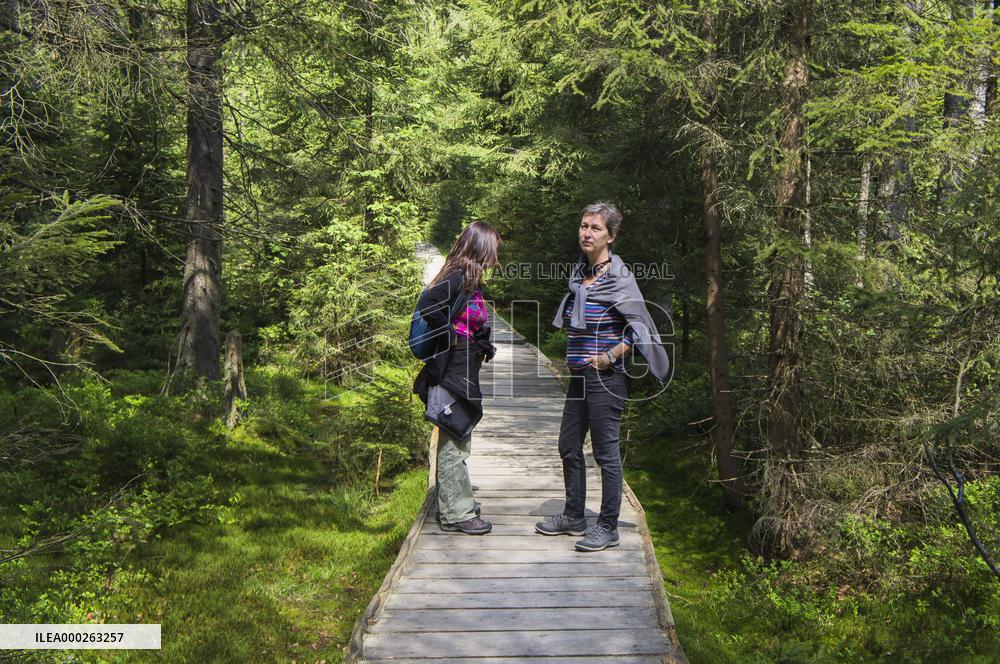 Rejviz NNR, educational trail, path, bog, bogland, peat