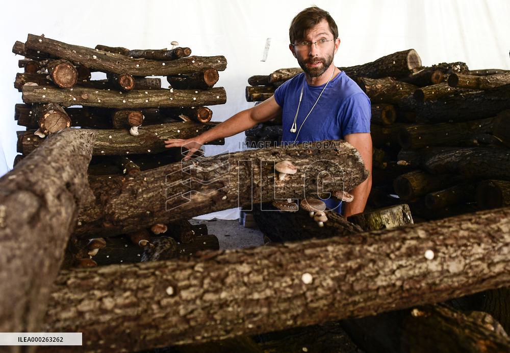 Shiitake (Lentinula edodes), mushrooms