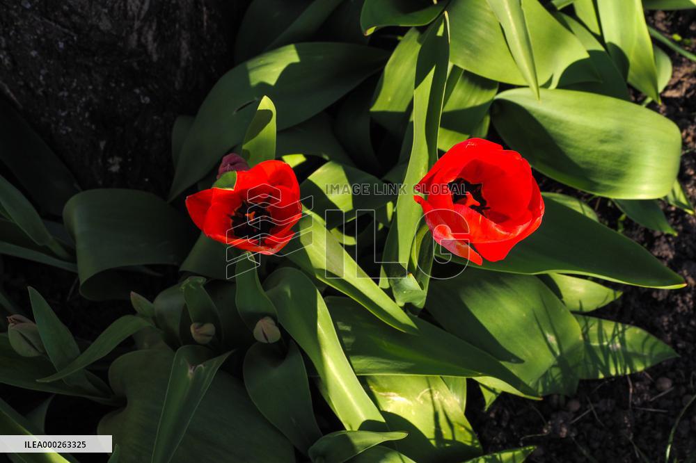 Tulip (Tulipa)