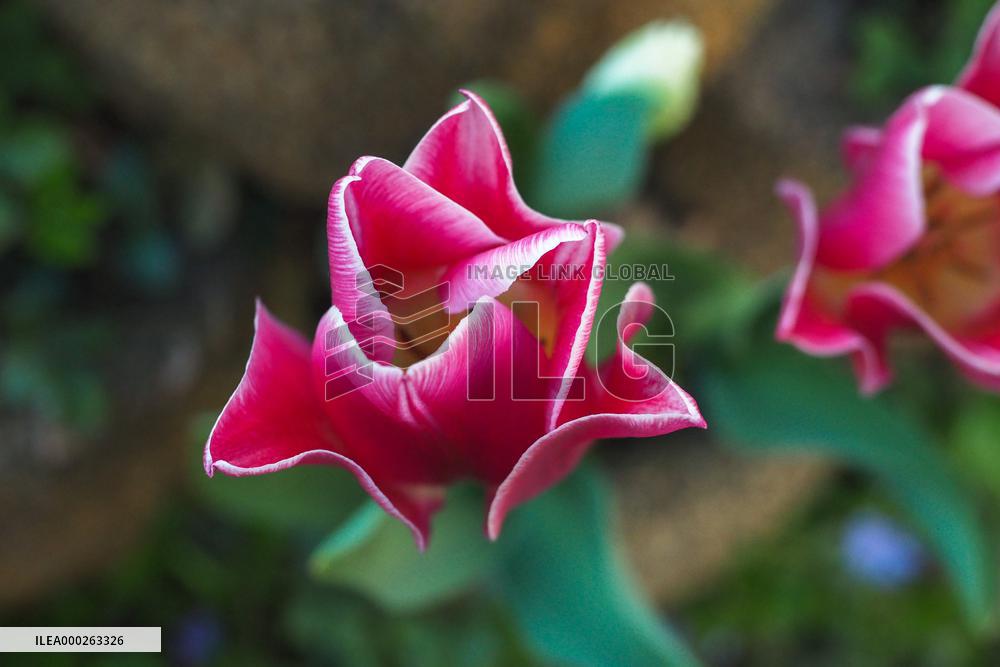 Tulip (Tulipa)