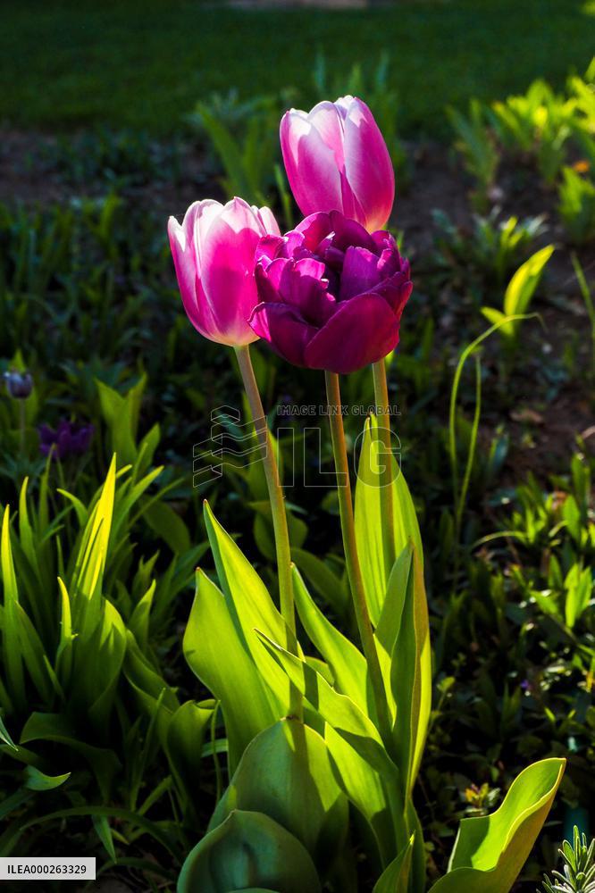 Tulip (Tulipa)