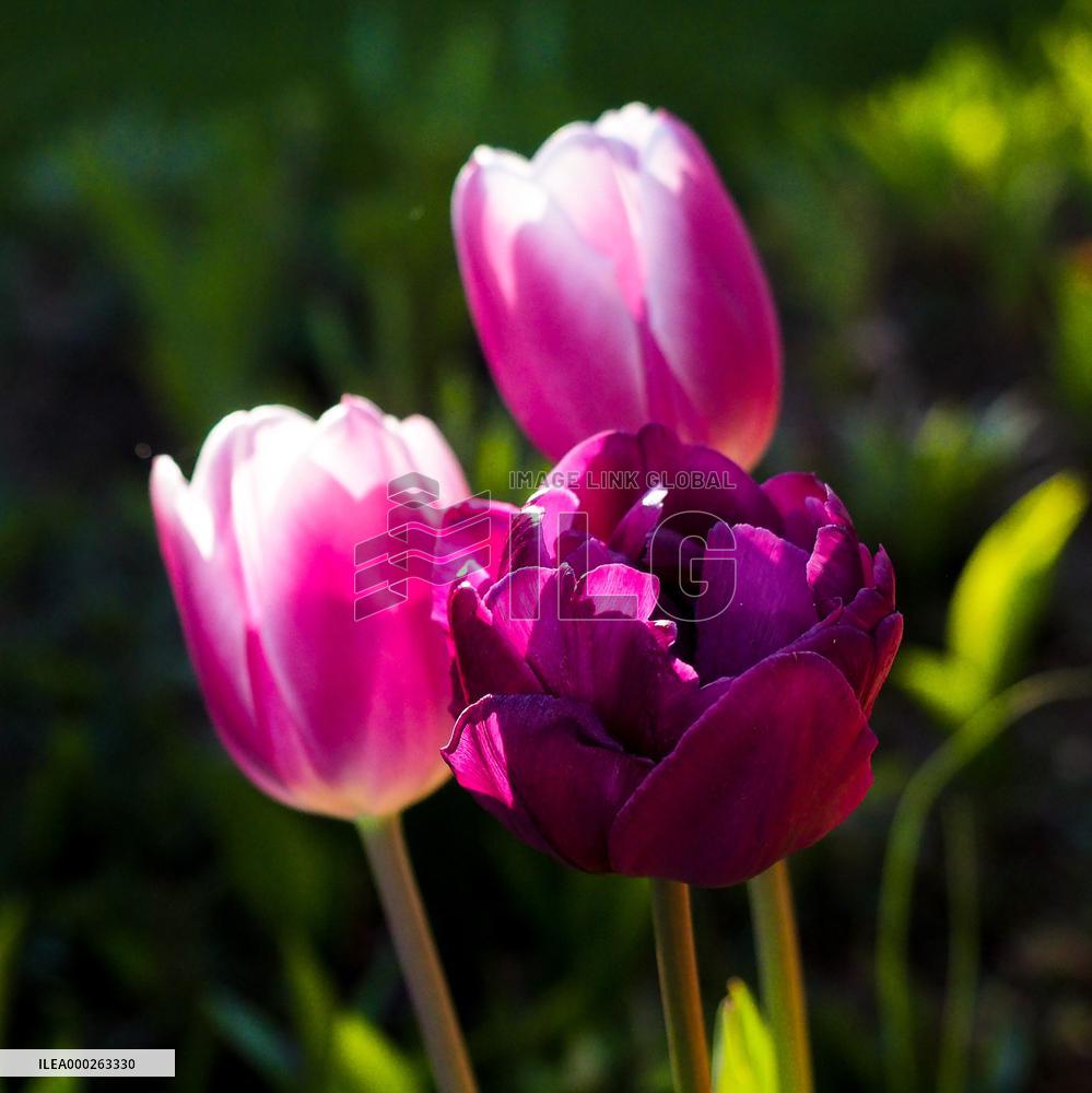 Tulip (Tulipa)