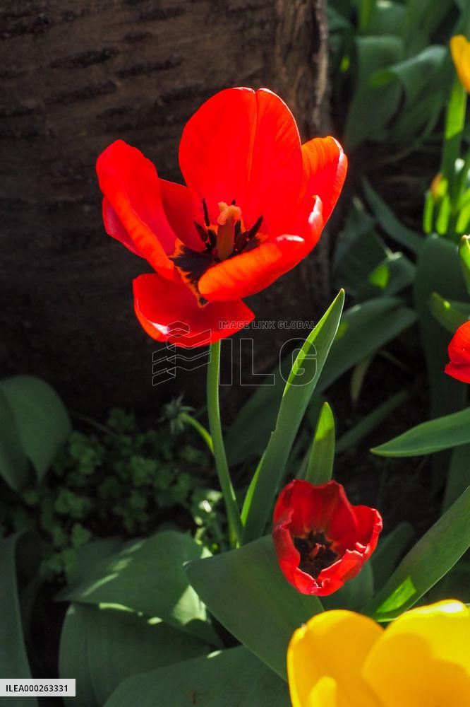Tulip (Tulipa)