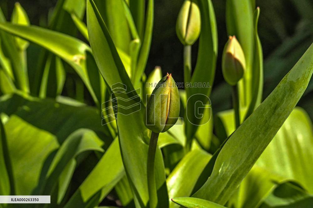 Tulip (Tulipa)