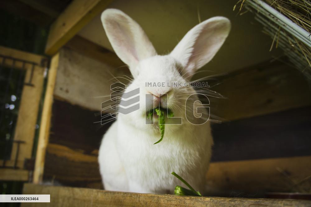 Domestic rabbit, cannabis sativa, indica, marihuana, hemp, ganja, plant