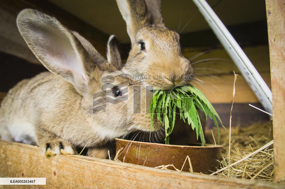 Domestic rabbit, cannabis sativa, indica, marihuana, hemp, ganja, plant