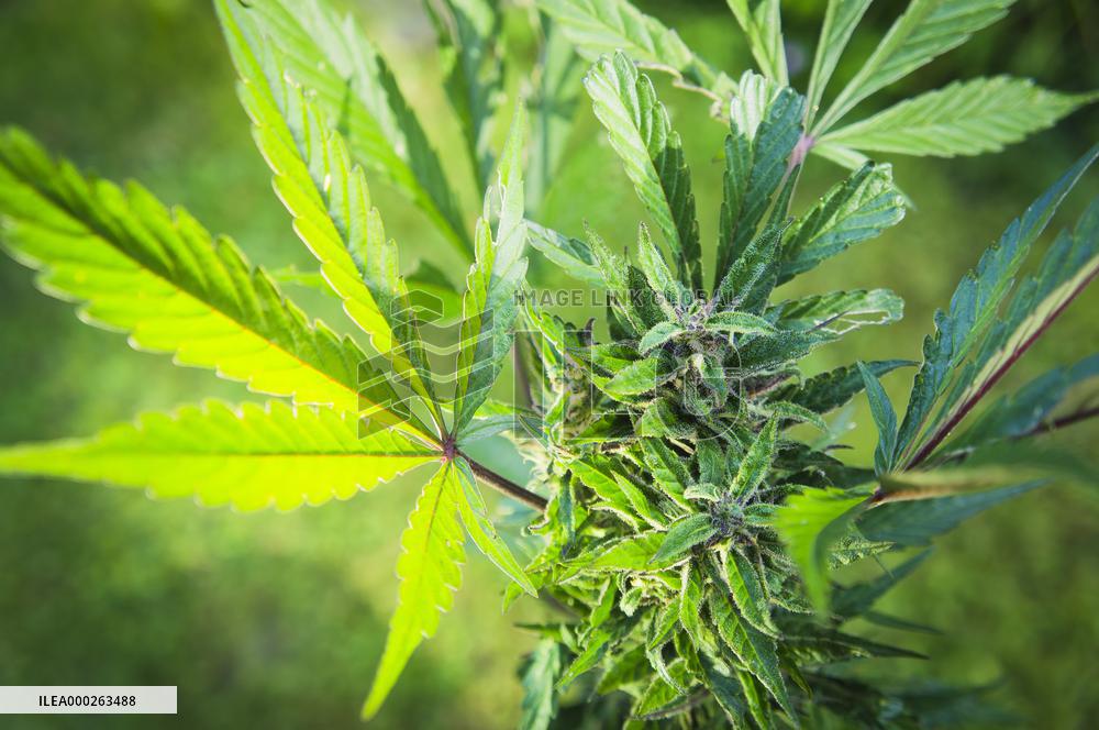 Cannabis sativa, indica, marihuana, hemp, ganja, plant