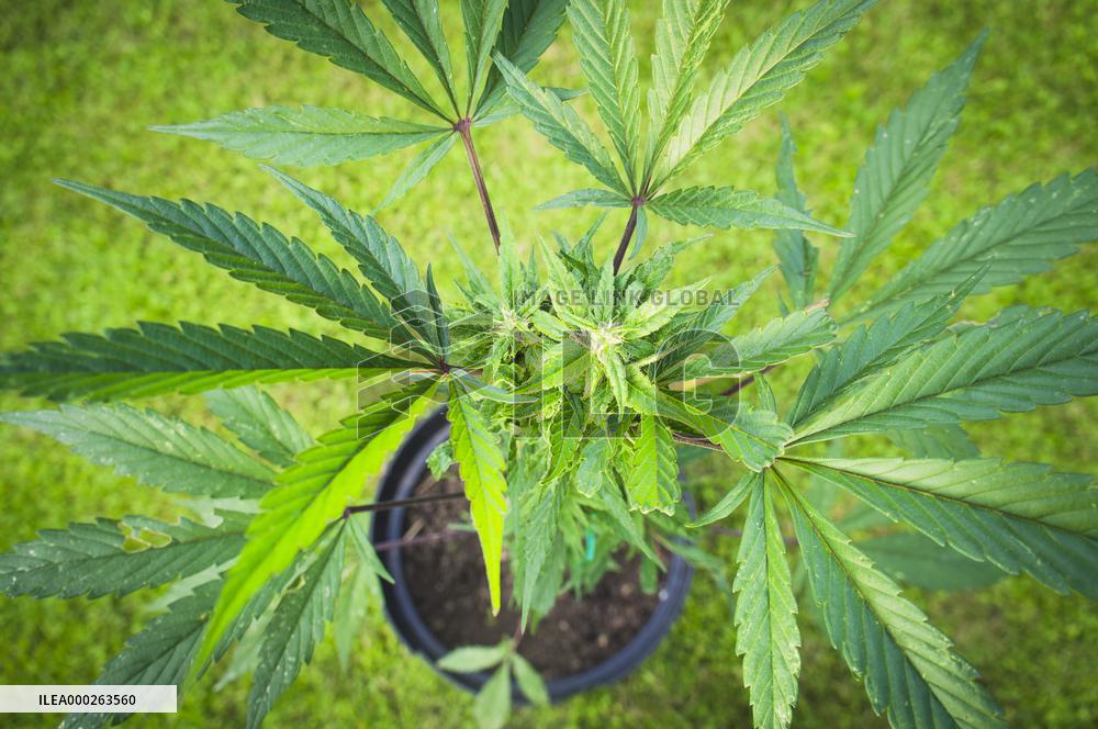 Cannabis sativa, indica, marihuana, hemp, ganja, plant