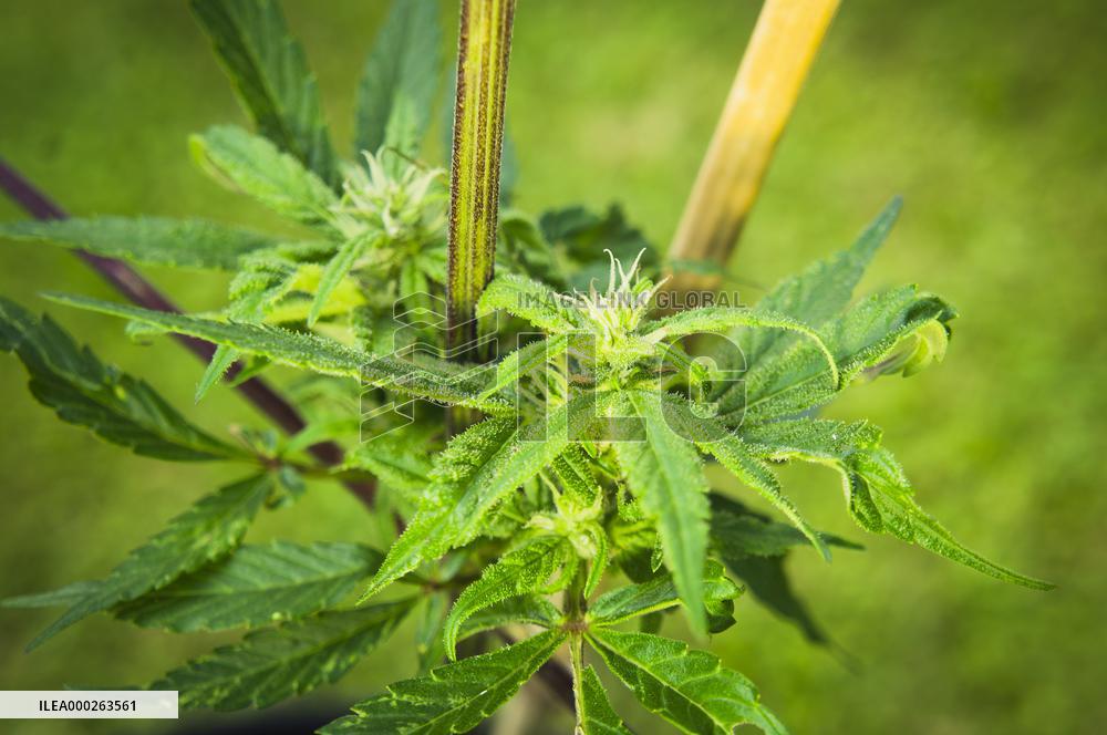 Cannabis sativa, indica, marihuana, hemp, ganja, plant