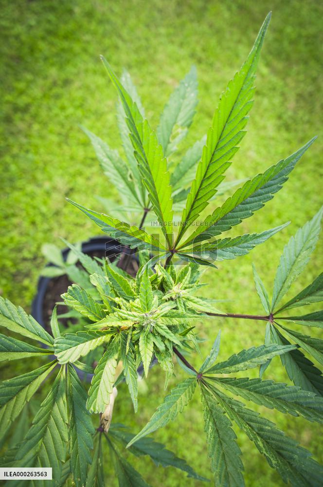 Cannabis sativa, indica, marihuana, hemp, ganja, plant
