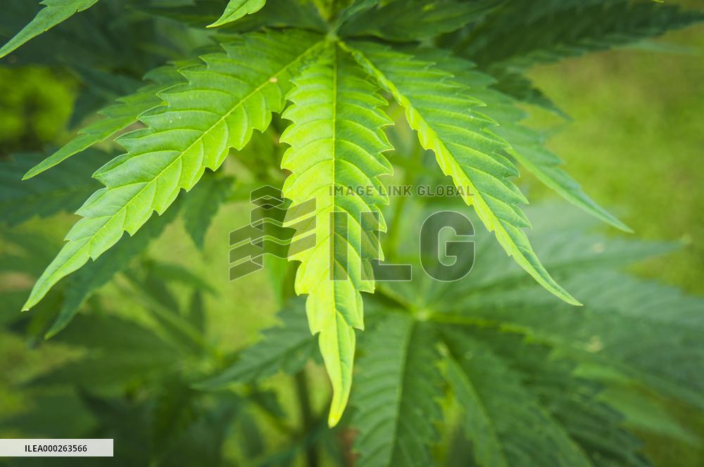 Cannabis sativa, indica, marihuana, hemp, ganja, plant