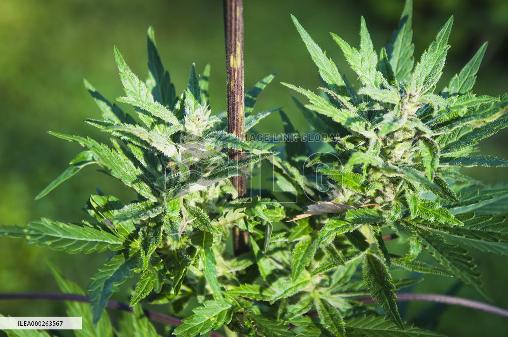 Cannabis sativa, indica, marihuana, hemp, ganja, plant