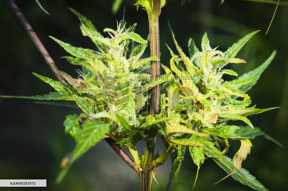 Cannabis sativa, indica, marihuana, hemp, ganja, plant