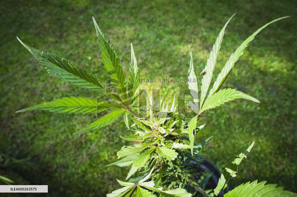 Cannabis sativa, indica, marihuana, hemp, ganja, plant