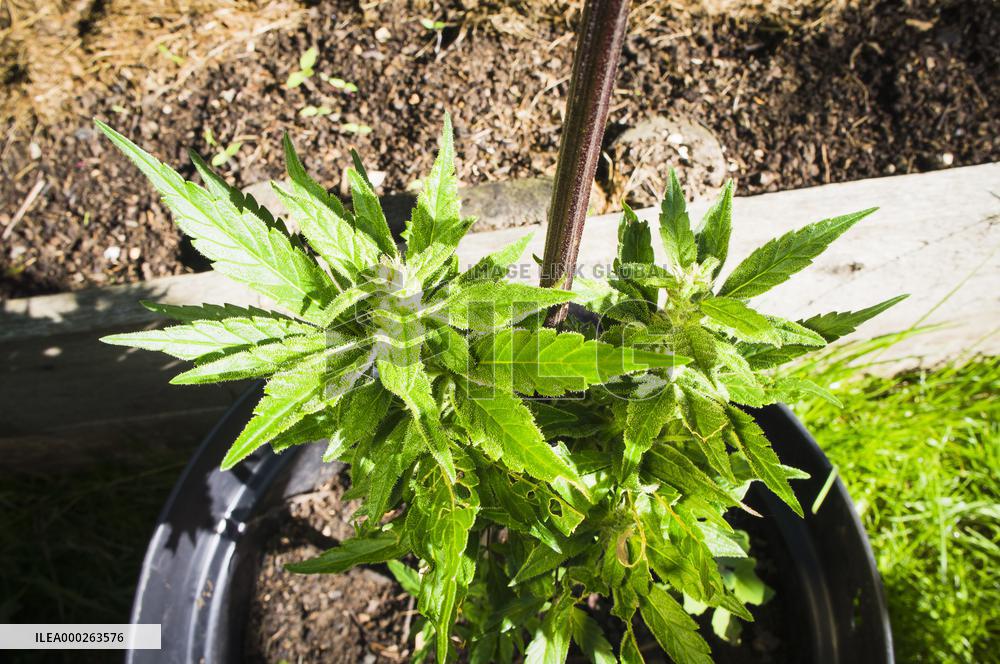 Cannabis sativa, indica, marihuana, hemp, ganja, plant