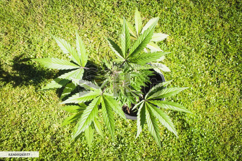 Cannabis sativa, indica, marihuana, hemp, ganja, plant