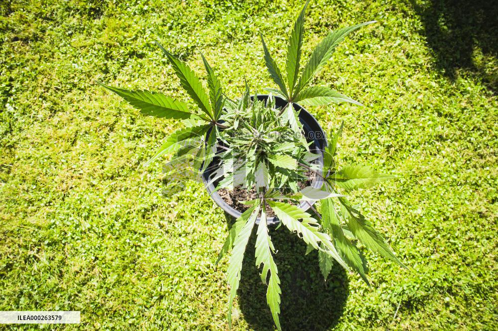 Cannabis sativa, indica, marihuana, hemp, ganja, plant