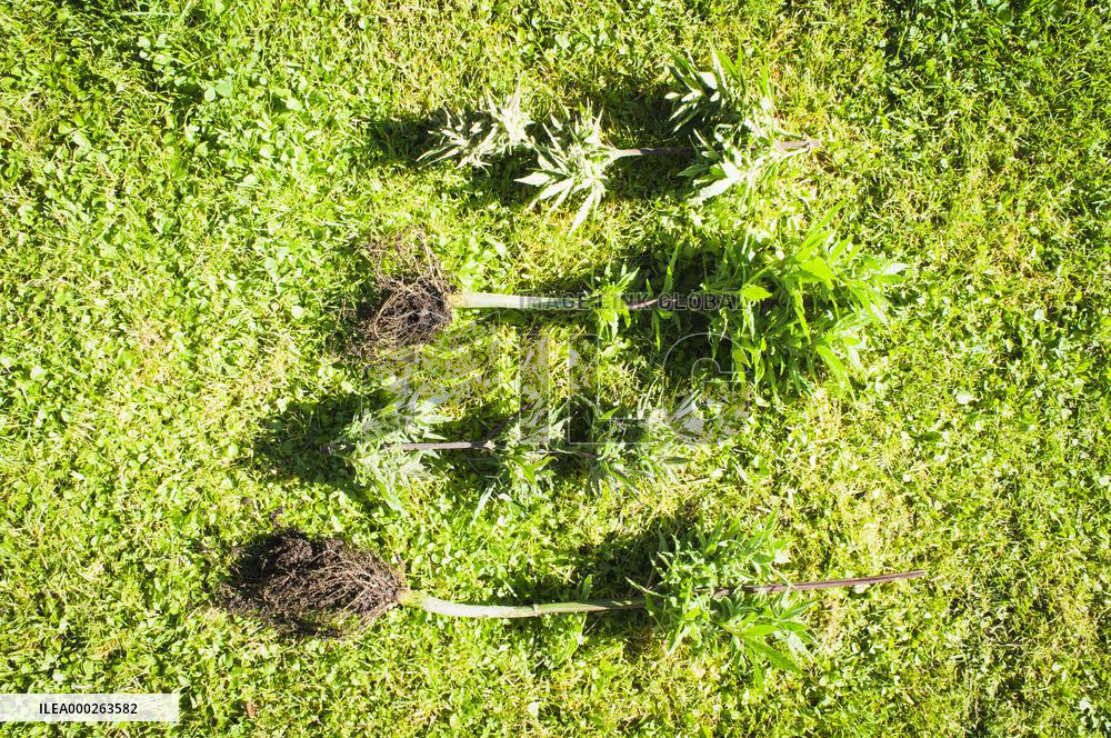 Cannabis sativa, indica, marihuana, hemp, ganja, plant