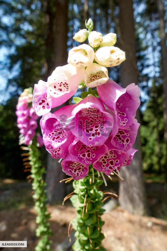 Forested highlands, mountain Brdy, Digitalis purpurea