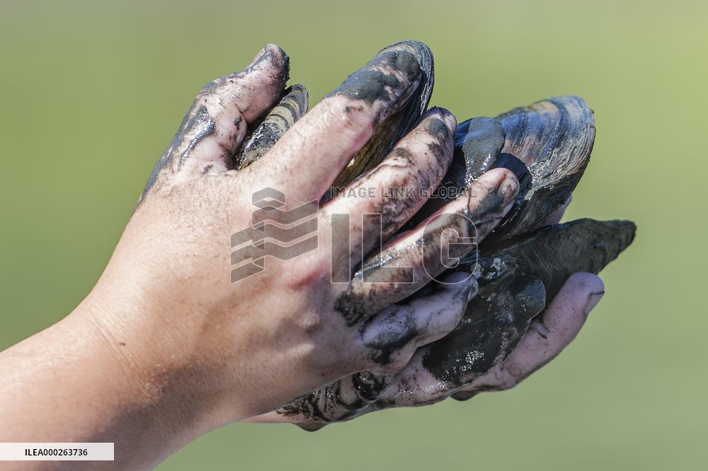 volunteers move clams from shallows of the Bolevecky pond in Pilsen