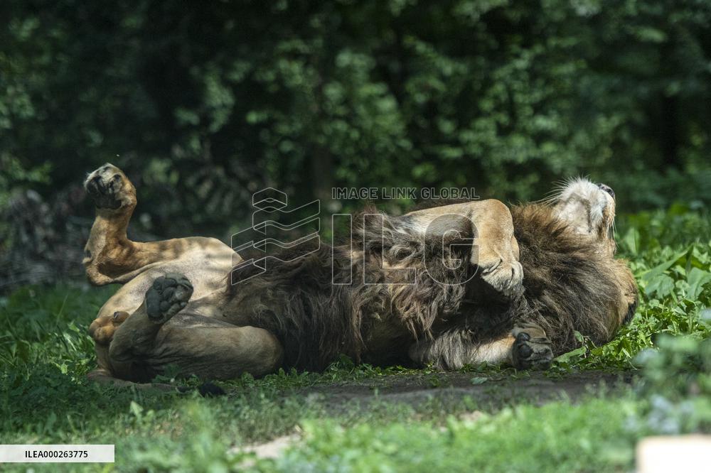 LEV (PANTHERA LEO), World lion day