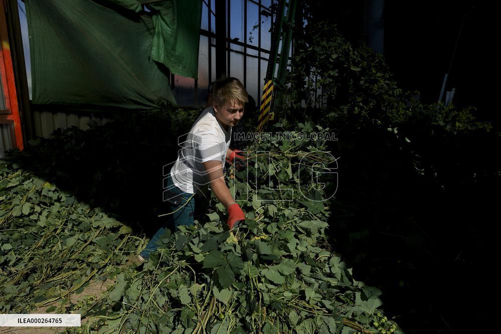 hops harvest, harvesting