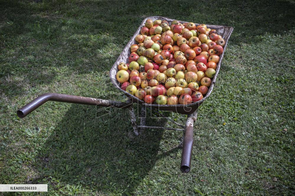 Apple, apples, wheelbarrow