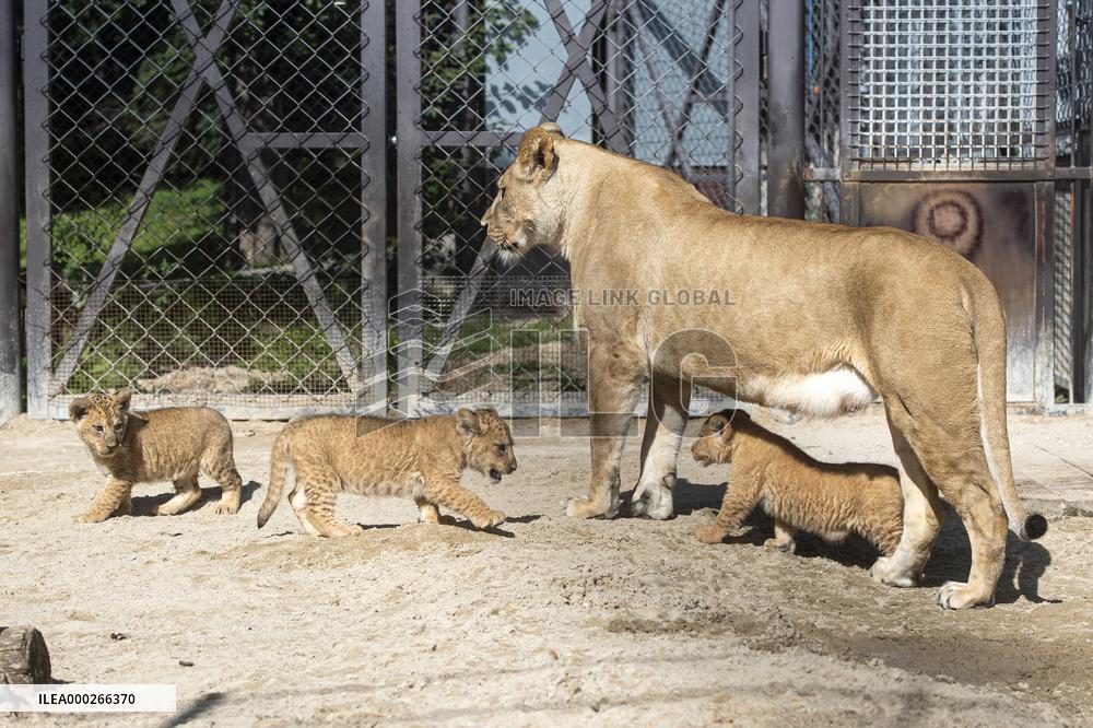 Barbary lion (Panthera leo leo)