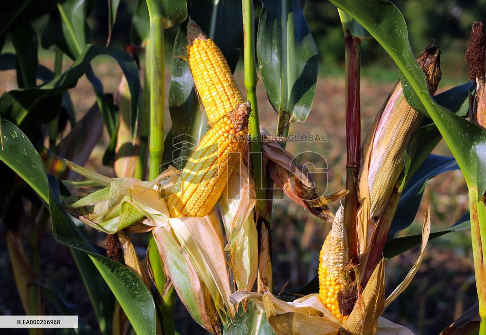 Maize (corn) harvest in Nehvizdy