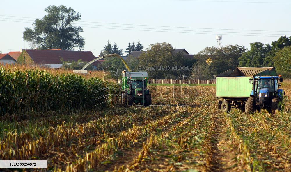 Maize (corn) harvest in Nehvizdy